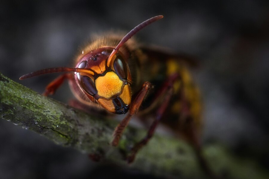osa. Źródło: https://www.pexels.com/cs-cz/foto/928966/