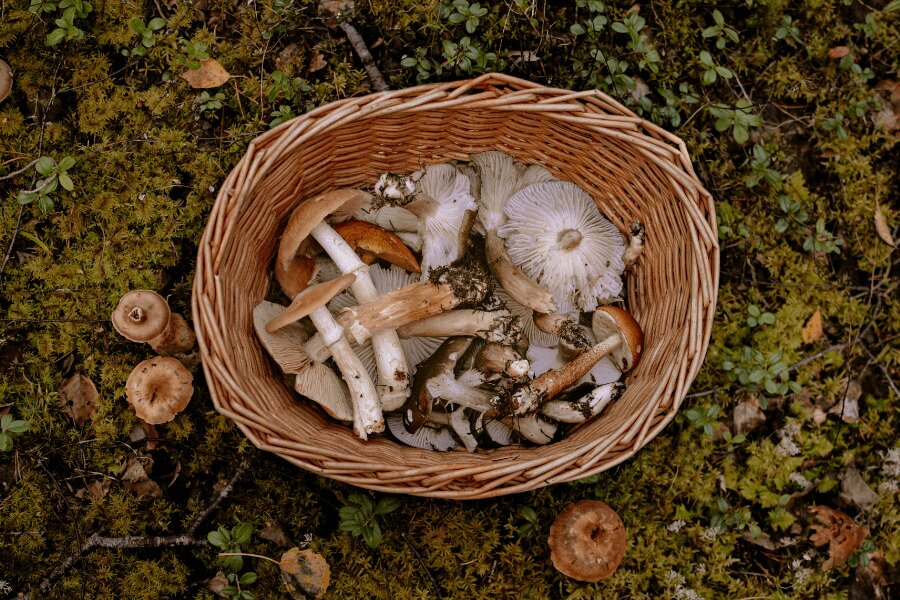 Kosz grzybów w mchu. Źródło: https://www.pexels.com/cs-cz/foto/les-mech-podzim-kosik-3672955/