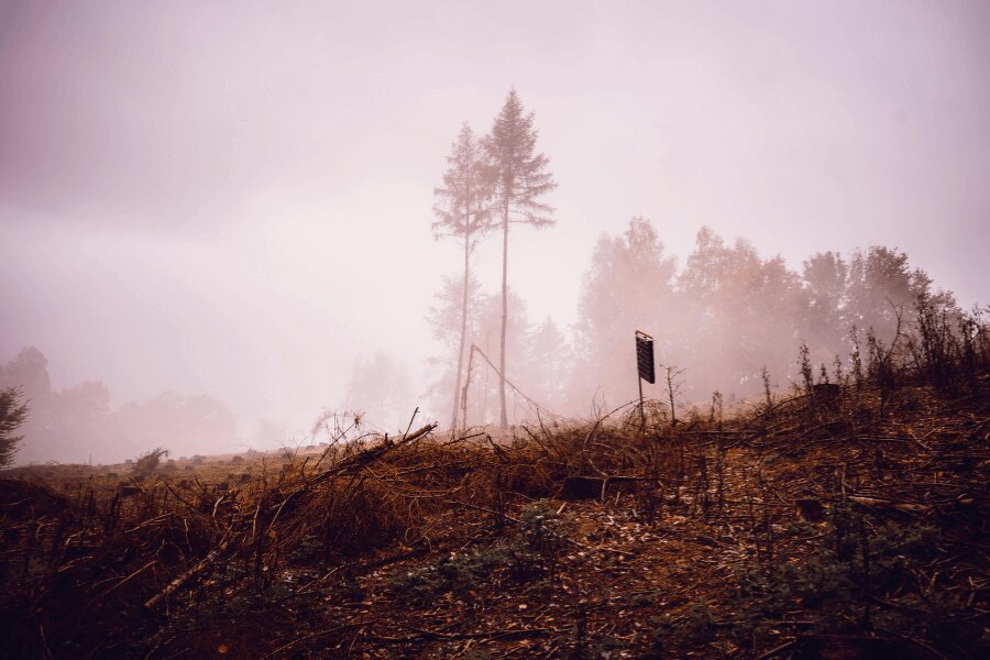 Jesienny las we mgle. Źródło: https://www.pexels.com/cs-cz/foto/krajina-stromy-silueta-mlha-5626891/