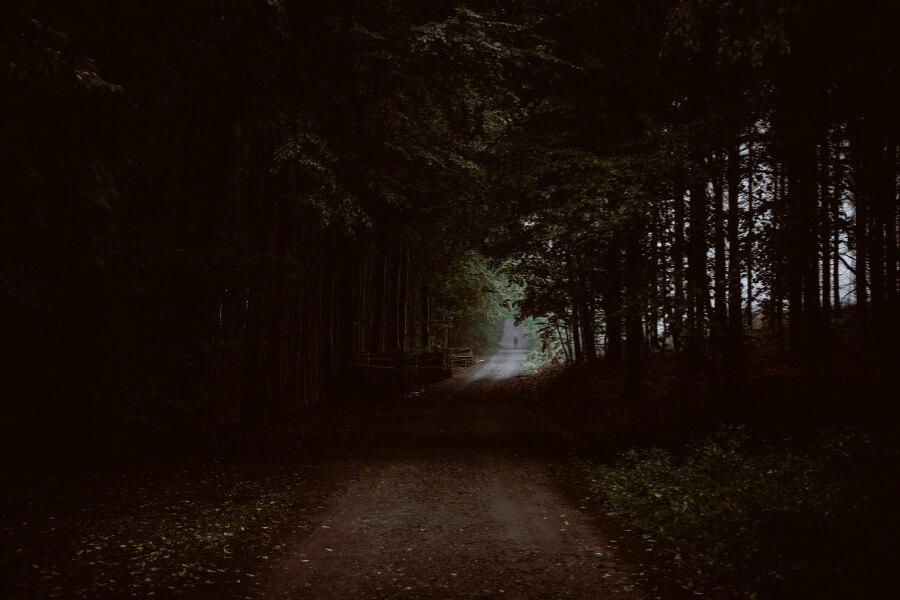 Las w ciemności. Źródło: https://www.pexels.com/cs-cz/foto/priroda-tmavy-stromy-prostredi-5642818/