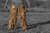 Spodnie maskujące Ghost Legs Ghosthood® IRR